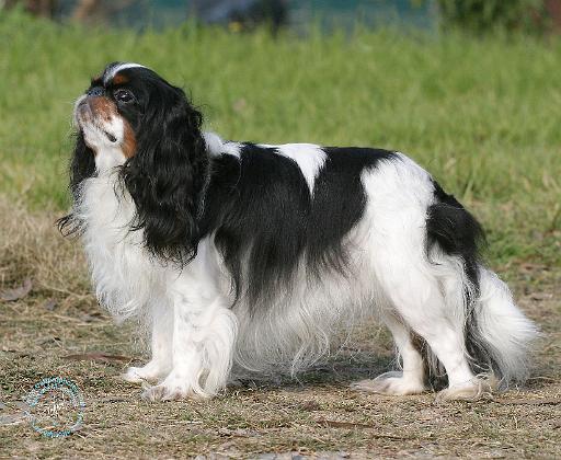 King Charles Spaniel 9Y405D-012.JPG